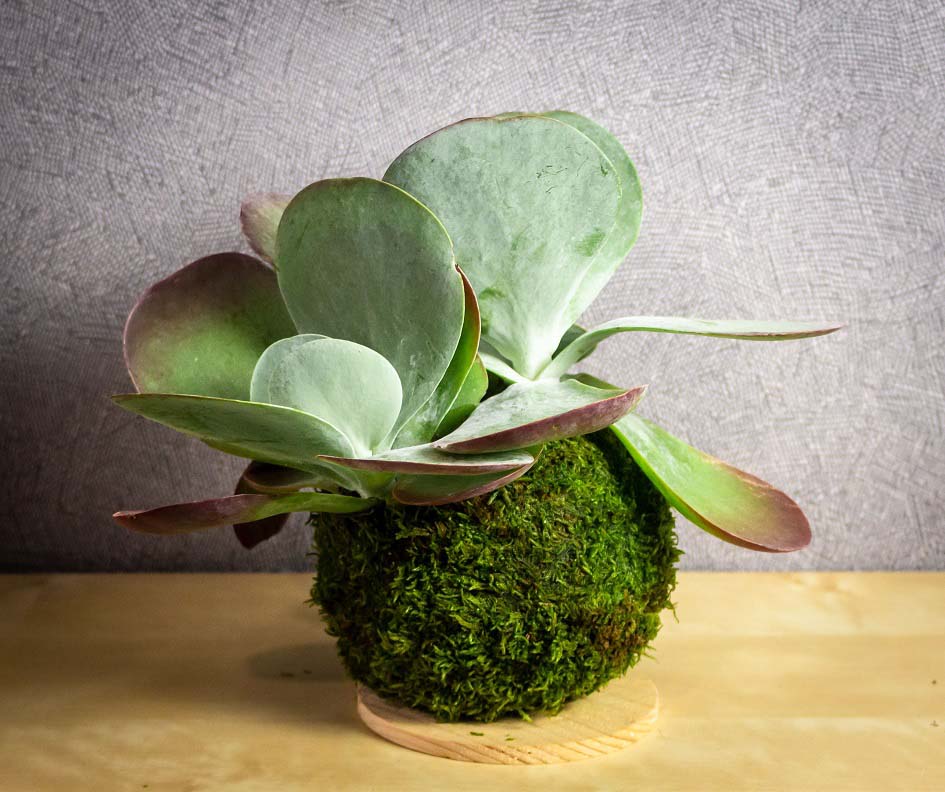 Kokédama Kalanchoe
